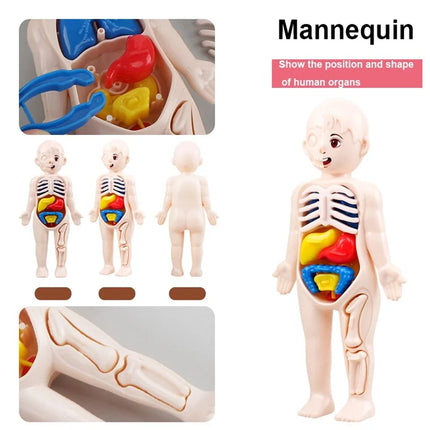 13Pcs Set Montessori Toys Children Science Education Human Body Organ Anatomy Model DIY Assembled Medical Toys Teaching Tools