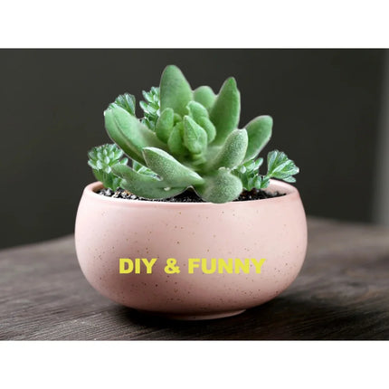 11pcs/set Artificial Succulents Fake Faux Flowers Mini PVC Simulated Floral Plants Craft DIY Accessories Home Office Decor