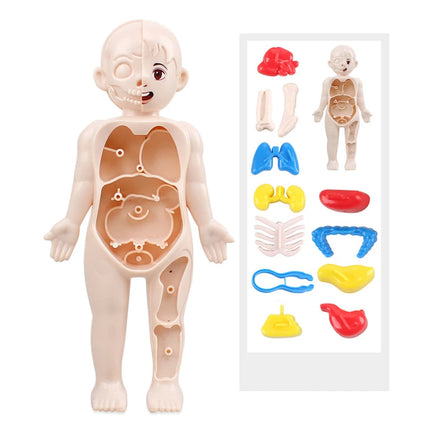 13Pcs Set Montessori Toys Children Science Education Human Body Organ Anatomy Model DIY Assembled Medical Toys Teaching Tools