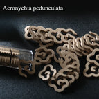 Acronychia peduncula